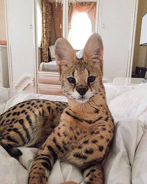 Savannah Cat Exotic Cat Breeds, Savannah Cats, Chat Diy, Serval Cats, Exotic Cats, Savannah Cat, Pet Pigs, Cat Training, Unique Cats