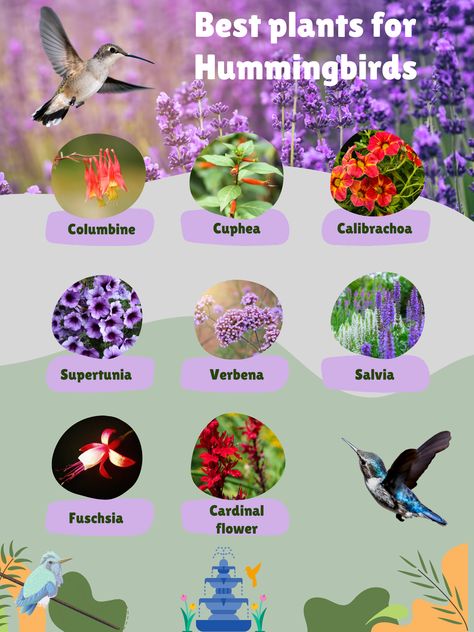 Hummingbird Habitat Gardens, Flowers For Hummingbirds And Butterflies, Hummingbird Flowers For Planters, Hummingbird Planter Ideas, Hummingbird Station, Butterfly Plants Perennials, Hummingbird Attracting Plants, Hummingbird Plants Perennials, Houston Gardening