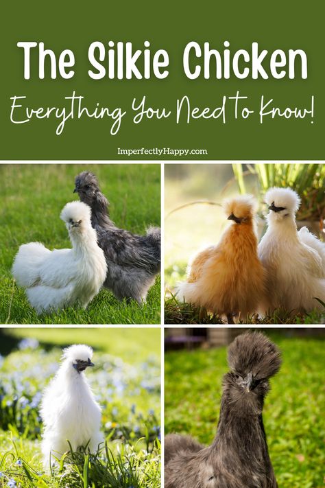 The Silkie Chicken Breed - the Imperfectly Happy home Raising Silkie Chickens, Silky Chickens, Silkie Chickens Coop, Chicks Cute, Farm Pets, Chicken Tunnels, Backyard Coop, My Neighbourhood, Meat Birds