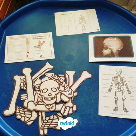 Explore the human skeleton with this engaging tuff tray activity! Children can talk about the different parts of the body whilst building a life size skeleton! Visit the Twinkl website to download everything you need to create your own!   #science #smallworld #tufftray #tuffspot #skeleton #humanbody #human #biology #teaching #teacher #teachingideas #twinkl #twinklresources #homeeducationuk #homeschool #parents #childminders #body #growth Human Body Tuff Tray Ideas, Human Body Tuff Tray, Tuff Tray Ideas School Age, Human Body Eyfs Activities, Tuff Tray Science, Bodies Eyfs Activities, My Body Eyfs Activities, Our Bodies Eyfs Activities, Science Tuff Tray Ideas