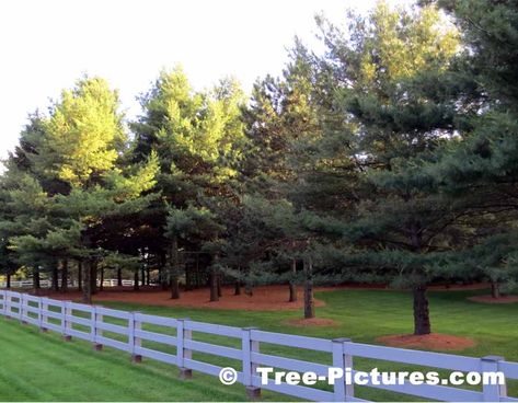 White Pine  Trees: Exceptionally Well Pruned, Trimmed Pine Tree Landscape | Pine Trees at Tree-Pictures.com Pine Tree Landscaping, Pine Tree Pictures, Cedar Mulch, Pine Tree Landscape, Woods Garden, Sassafras Tree, Tree Landscaping, Tupelo Tree, White Pines