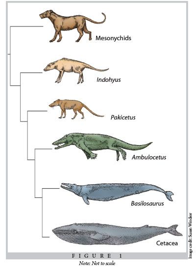 Fish Fin, Science Girl, Theory Of Evolution, Water Movement, Prehistoric World, Big Animals, Extinct Animals, Aquatic Animals, Fish Swimming