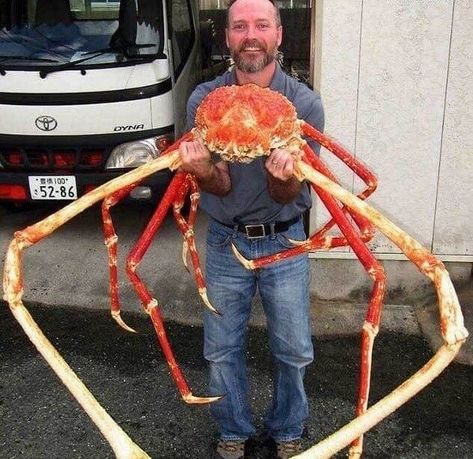 Japanese Spider Crab, Creepy Fish, Old Apple Logo, Science Core, Huge Animals, Fun Facts About Earth, Spider Crab, Facts About Earth, Crab Tattoo