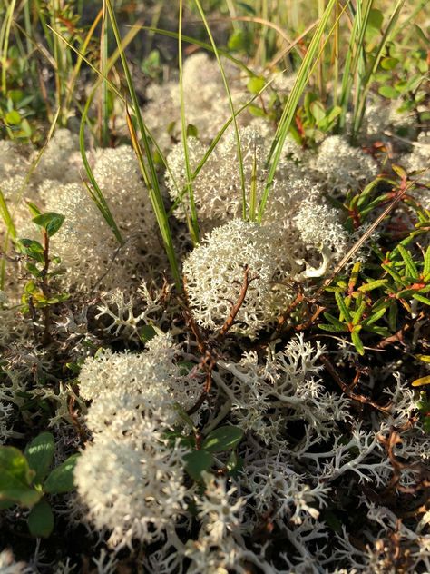 Reindeer Moss, imagine them munching on these nutrient rich fluffs of porous cumulus clouds! #tundra #wormseyeview #natureart Worms Eye View, Cumulus Clouds, Greek Tragedy, Reindeer Moss, Friend Things, The Ritual, Skyrim, Pure White, Scandinavia