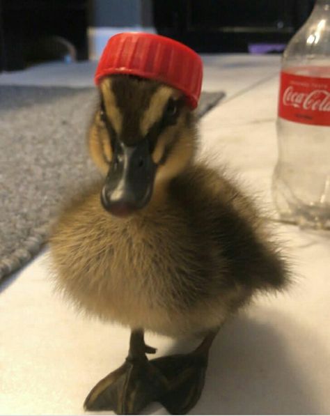 Fluffy, duck, cute, duckling, hat, animals with hats, adorable, animals Animals With Hats, Duck With Hat, Duck Wearing Hat, Cute Animals Wearing Hats, Ducks With Hats, Duck With Sunglasses, Ducks With Sunglasses, Duckling With Flower Hat, Cute Ducks In Water