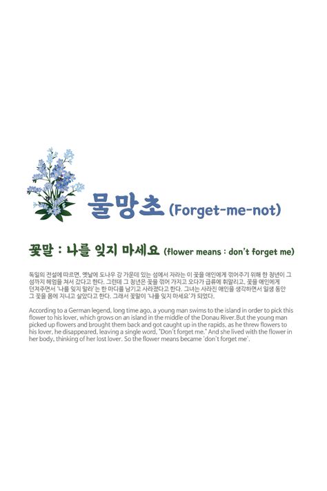 Peony And Forget Me Not Bouquet, White Forget Me Not Flowers, Forget Me Not Quotes, Forget Me Nots Aesthetic, Don't Forget Me Flower, Forget Me Not Flowers Tatoos, Forget Me Not Flowers Wallpaper, Forget Me Not Flowers Aesthetic, Forget Me Not Wallpaper