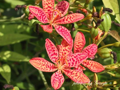 Blackberry Lily, Tennessee State Parks, Lady Bird Johnson Wildflower Center, Lady Bird Johnson, Insect Pest, Tennessee State, Big Garden, Root System, Lady Bird