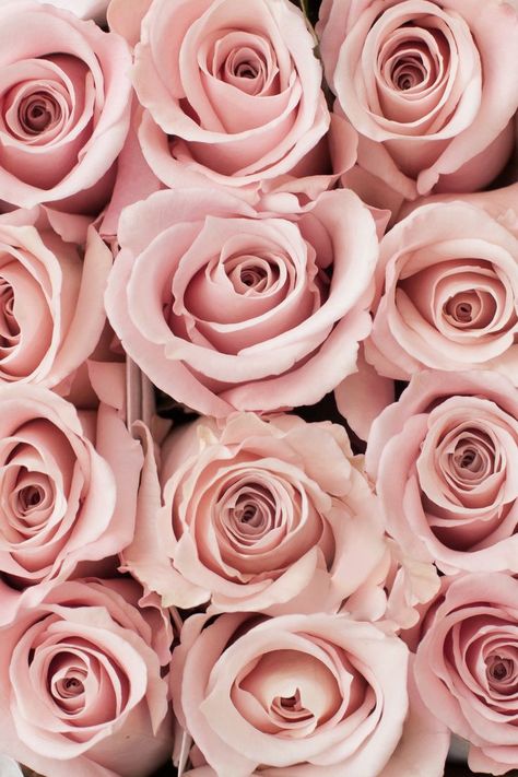 Blush Pink Sweet Escimo Rose, Sweet Escimo Rose, Light Pink Esthetics, Light Pink Wedding Aesthetic, Light Pink Roses Aesthetic, Light Pink Roses Wallpaper, Rose Pink Aesthetic, Flowers Wallpaper Pink, Blush Pink Aesthetic