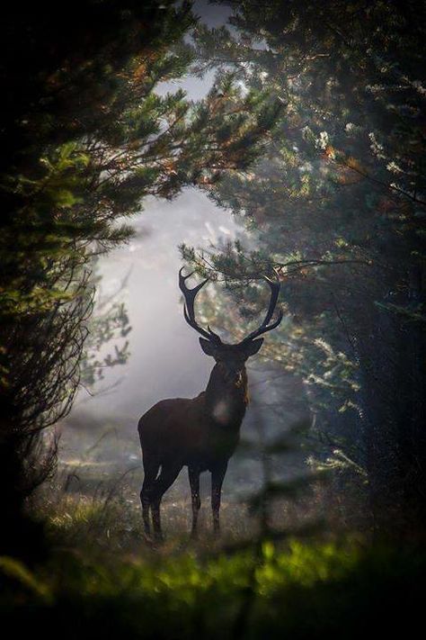 Photo | #daughteroftheforests June 04 2018 at 07:45PM | beautifulmysteriousforests | Flickr Deer Stags, Mule Deer, Red Deer, Manx, A Deer, Woodland Creatures, Animal Photo, Nature Animals, 귀여운 동물