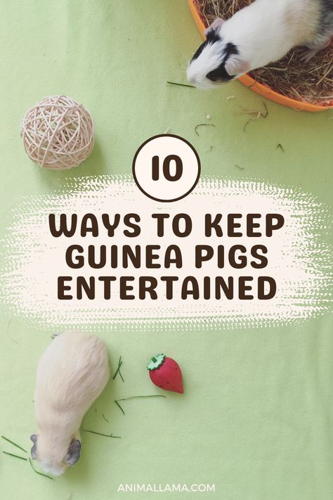 Do you want to enrich your guinea pig's life with fun activities beyond basic care? This post shares 10 easy ways to entertain your cavies through play. From obstacle courses to foraging toys, you'll discover novel ideas to stimulate their minds and encourage natural behaviors. Guinea Pig Play Area, Guinea Pig Diy Toys, Guinea Pig Enrichment Ideas, Guinea Pig Activities, Indoor Guinea Pig Cage Ideas, Guinea Pig Aesthetic, Guinea Pig Enrichment, Diy Guinea Pig Toys, Guinea Pig Habitat