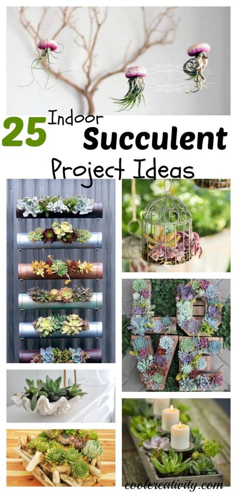 Indoor Succulent Planter, Succulent Diy, Diy Project Ideas, Succulent Garden Indoor, Indoor Vegetable Gardening, Succulent Garden Diy, Succulent Gardening, Indoor Gardens, Succulents Indoor