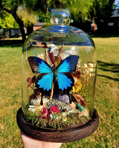 This one might be living in my living room until I take it to the next market 😊 . There are lots of little critters in this terrarium. Can you spot them all?! . Mountain Blue Swallowtail, an adorable plant hopper, a turquoise weevil, and several little ladybugs 🐞 inhabit this glass and wood terrarium. Dried flowers, seed pods, mushrooms, moss, and a beautiful amethysts create the perfect ambiance to complement its inhabitants. . . . . #insecttaxidermy #driedflowers #entomologyart #flowera... Bug Terrarium, Insect Terrarium, Wood Terrarium, Butterfly Dome, Entomology Art, Goth Cottagecore, Insect Taxidermy, Moody Decor, Terrarium Ideas