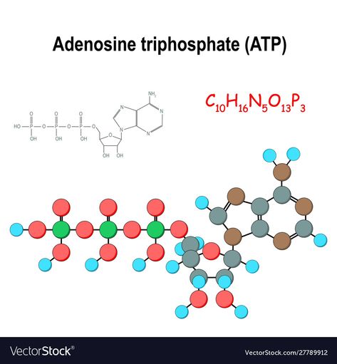 Adenosine Triphosphate, Chemical Formula, Pharmacology, Business Names, Biology, Png Images, Anatomy, Adobe Illustrator, Vector Images