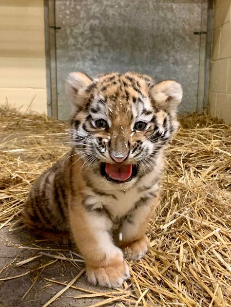 Friends Vibe, Cute Tiger Cubs, Tiger Baby, Baby Tigers, Tiger Cubs, Tiger Pictures, Cute Tigers, Baby Tiger, Tiger Cub