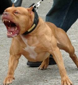 Pit bull pit bulls smile nanny dog wiggle butt vicious snarl lunge Pitbull Meme, Pitbull Images, Pitbull Attacks, Pitbull Training, Dog Communication, Expensive Dogs, Dangerous Dogs, Scary Dogs, Dog Attack