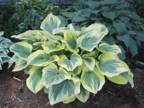 Liberty Hosta - Elegant and Showy Hosta Gardens, Garden Shrubs, Bluish Green, Perennial Garden, Shade Garden, Tropical Plants, How To Grow, See Photo, Over The Years