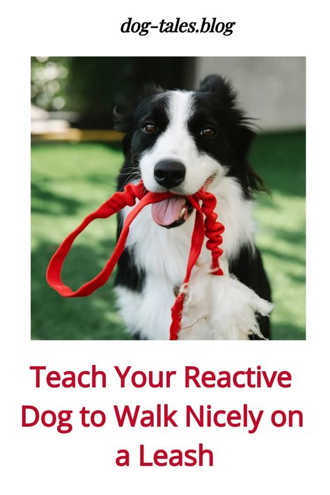 A dog holding a torn red leash in its mouth. Text: "Teach Your Reactive Dog to Walk Nicely on a Leash". Reactive Dog Training, Dog On A Leash, Dog Emotions, Loose Leash Walking, Socializing Dogs, Living With Dogs, Reactive Dog, Dog Training Advice, Leash Training