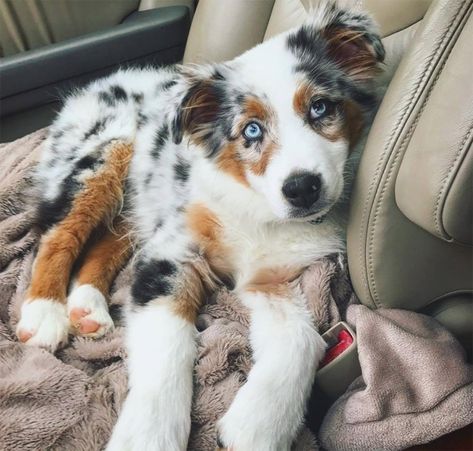 Best Dog Names, Aussie Puppies, Australian Shepherd Puppies, Aussie Dogs, Super Cute Puppies, Australian Shepherd Dogs, Baby Animals Pictures, Australian Shepherds