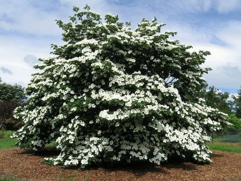 Venus® Dogwood Venus Dogwood Tree, Venus Dogwood, Pacific Dogwood, Ups Delivery, Dogwood Trees, Center Point, Ornamental Trees, Deciduous Trees, Garden Soil