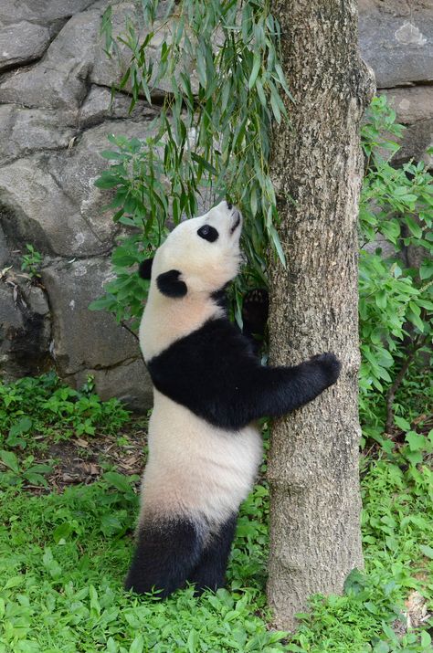 https://flic.kr/p/vrnicQ | Standing Tall | Bao Bao, female Giant Panda Cub; Smithsonian's National Zoo, Washington D.C. [DSC_1603] Panda Standing, Giant Panda, Stand Tall, Panda Bear