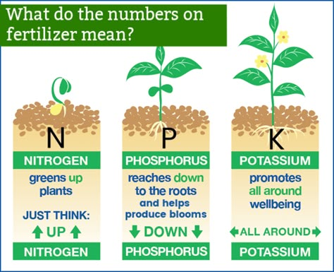 Plant Deficiencies, Tanaman Air, About Plants, Plant Nutrients, Plant Problems, Fertilizer For Plants, Veg Garden, Home Vegetable Garden, Hydroponic Gardening