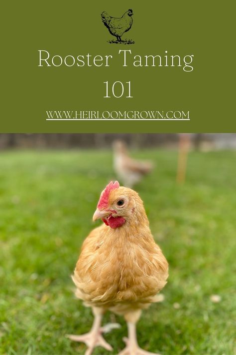 How To Make A Rooster Nice, Backyard Chicken Farming, Chicken Lady, Chicken Feed, Pet Care Tips, Chicken Farm, Raising Chickens, Chickens Backyard, Chicken Coop