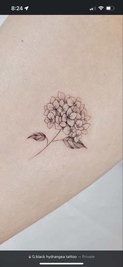 Delicate Hydrangea Tattoo, Hortensia Flower Tattoo, Hydrangea Tattoo Small Black, Dainty Hydrangea Tattoo, Hydrangea Tattoo Simple, Tiny Hydrangea Tattoo, Hydrangea Fine Line Tattoo, Black And White Hydrangea Tattoo, Hygrandea Tattoo