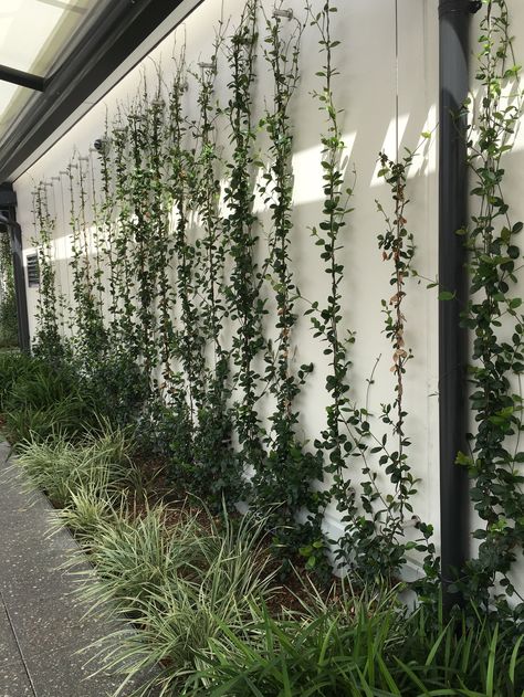 Plants On House Wall Exterior, Wall Climbers Plants, Garden Climbers, Pool 2023, Wall Climbing Plants, Small Backyard Decks, Evergreen Climbers, Vertical Garden Plants, Climber Plants