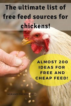 Bulk Chicken Feed Storage, Egg Chickens, Ideas For Saving Money, Chicken Perch, Chicken Facts, Urban Chicken Farming, Chicken Raising, Laying Chickens, Chicken Care