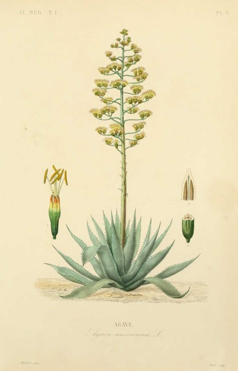 Agave.: Agave Americana, Vintage Botanical Illustration, Antique Botanical Print, Aloe Plant, Agave Plant, Botanical Illustration Vintage, Illustration Botanique, Vintage Botanical Prints, Agaves