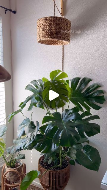 Plant Pendant Light, Hanging Grow Light, Monstera Plant Care, Repotting Plants, Grey Bedroom Decor, Grow Light Bulbs, Household Plants, Best Windows, Grey Bedroom