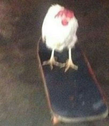 A Chicken, Skateboard, The Story, Chicken, White