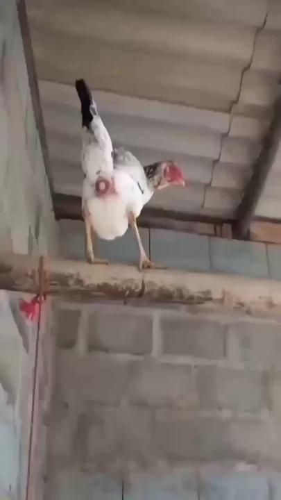 Chicken Song, Fancy Chickens, Animals Amazing, Cute Chickens, Animal Antics, Chicken Humor, Pretty Animals, Pet Chickens, Silly Animals