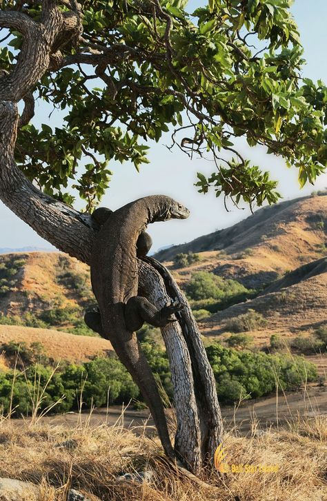 American Bull, Komodo National Park, Monitor Lizard, Komodo Island, Komodo Dragon, In The Zoo, Reptiles Pet, Remote Island, Pink Beach