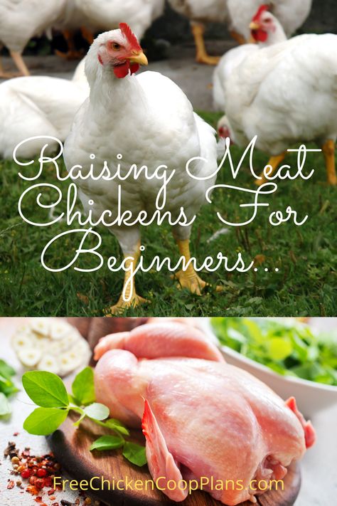 Raising Chicken For Meat, How To Raise Meat Chickens, Raising Meat Birds, Raising Chickens For Meat, Raising Meat Chickens For Beginners, Best Meat Chickens, Meat Chickens Raising, Meat Chicken Coop, Processing Chickens