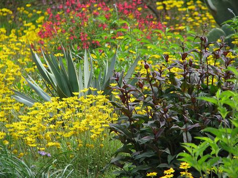 Salvia Greggii, Autumn Sage, Texas Garden, Texas Native Plants, Residential Landscape, Prairie Garden, Invasive Plants, Variegated Plants, Leaf Texture