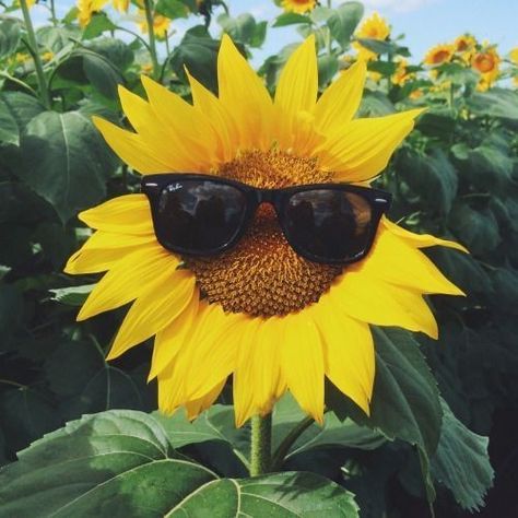 Sunflower, Sunglasses