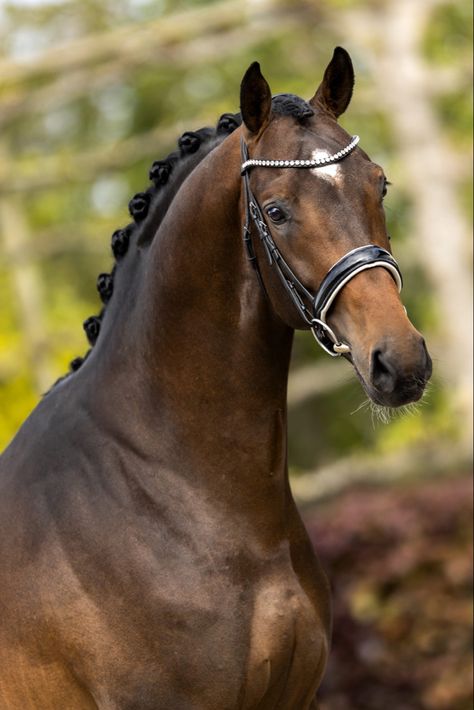 Ferdinand x Charmeur Danish Warmblood, Sport Horse, Dressage, Horses, Quick Saves