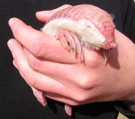 pink-fairy-armadillo Pink Fairy Armadillo, Fairy Armadillo, Pink Fairy, Pink Animals, Unusual Animals, Rare Animals, Miniature Animals, Weird Creatures, Weird Animals