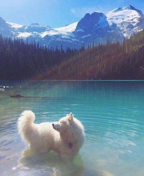 A cloud with legs! Samoyed Dogs, Dogs Funny, Fluffy Dogs, Funny Dog Pictures, White Dog, Cute Creatures, Funny Animal Pictures, Cute Little Animals, Beautiful Dogs