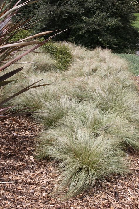 Carex comans 'Frosted Curls' graminée aux fines feuilles persistantes, retombantes, vert aux reflets argentés - H. 20-30 cm. Carex Grass Landscaping, Carex Montana, Modernist Garden, Paddock Ideas, Carex Comans, Carex Grass, Terrace Plants, Grass Planting, Planting Palette