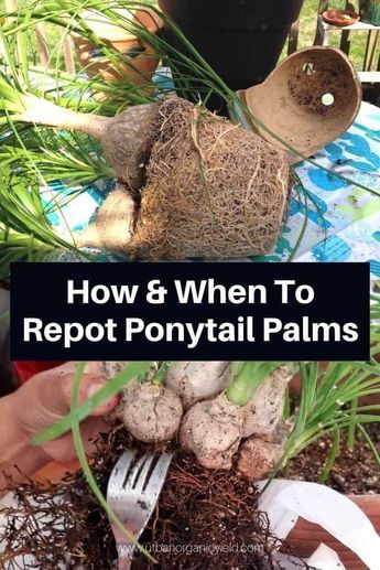 Transplant Succulents, Ponytail Plant, Ponytail Palm Care, Ponytail Palm Tree, Fall Bulb Planting, Braid Bangs, Men Undercut, Palm House Plants, Spring Blooming Flowers