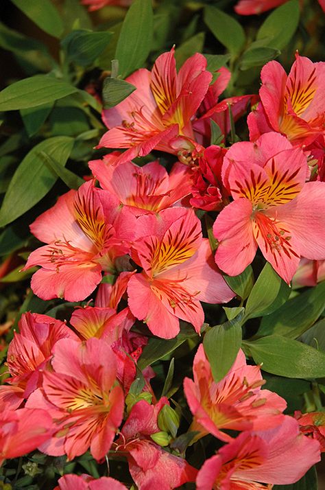 Lillies Inca Lillies, Alstroemeria Flower, Flower Dragon, Peruvian Lily, Dragon Flower, Floral Design Classes, Roses And Tulips, Dragon Garden, Orchard Tree