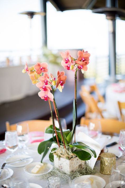 Potted Orchid Centerpiece, Orchid Wedding Centerpieces, Pink Orchids Centerpiece, Orchid Wedding Theme, Orchid Centerpieces Wedding, Woodside California, Orchid Bouquet Wedding, Wedding Centerpieces Mason Jars, Orchid Centerpieces