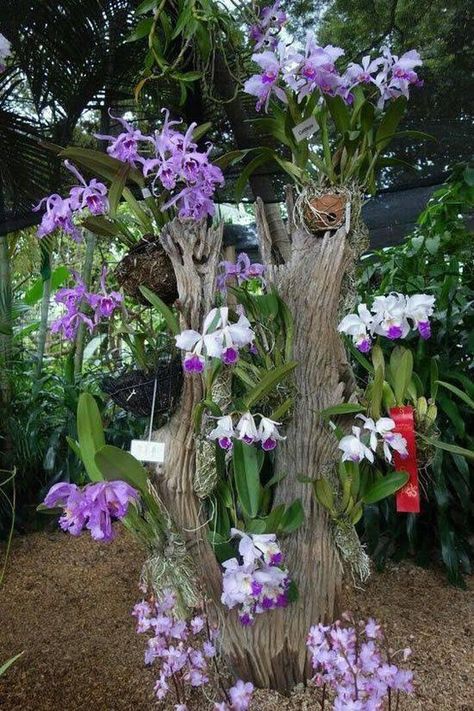 Orchid House, Natural Landscaping, Orchid Planters, نباتات منزلية, Growing Orchids, Orchids Garden, Garden Yard Ideas, Backyard Garden Design, Beautiful Orchids