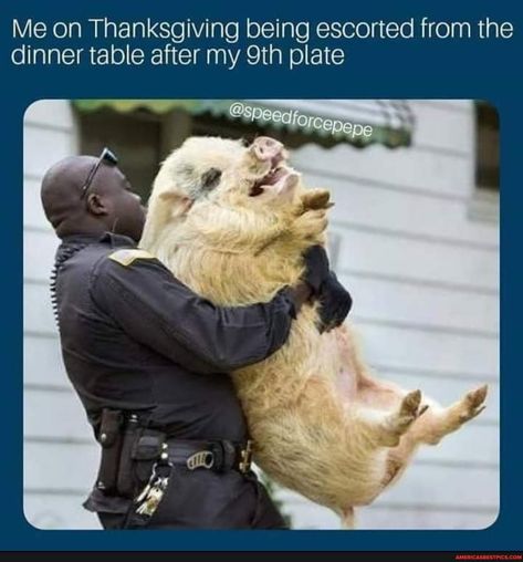 Tap to see the meme Pictures With Captions, Police Cops, Police Humor, Funny Animals With Captions, Funny Pigs, Funny Pictures With Captions, Funny Comments, Funny Thanksgiving, Top Funny