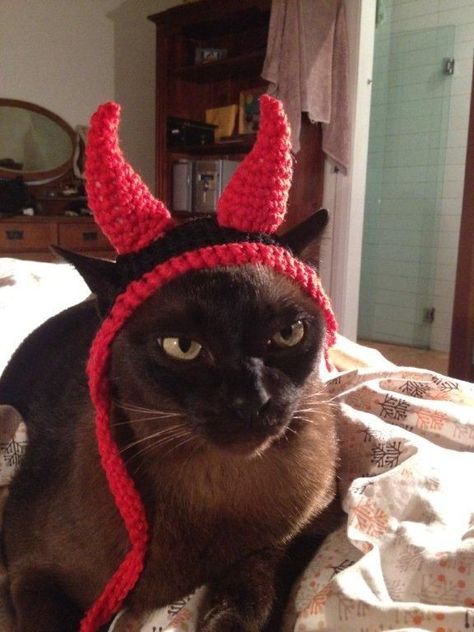 7 Halloween Costumes, Diy Halloween Cat, Crochet Cat Beanie, Cat Outfits, Cap Crochet, Crochet Cat Hat, Cat Beanie, Rule The World, Pet Halloween Costumes