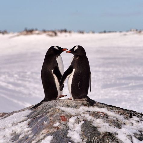 Oceana on Instagram: “Love is in the air for these penguins. 💙 Gentoo penguins are known to mate for life, and even “propose” to their significant other with a…” Drake Passage, Penguin Species, Gentoo Penguin, Penguins And Polar Bears, Penguin Art, Penguin Love, Animal Photos, Cute Penguins, Wildlife Art