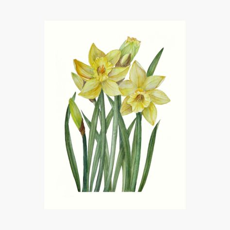 Get my art printed on awesome products. Support me at Redbubble #RBandME: https://www.redbubble.com/i/art-print/Watercolour-Daffodils-Botanical-Illustration-by-faridagallery/30282544.1G4ZT?asc=u Watercolor Daffodils, Flower Portrait, Illustration Stationery, Yellow Daffodils, Daffodil Flower, Watercolour Gift, Spring Gifts, 4th Of July Party, Spring Diy