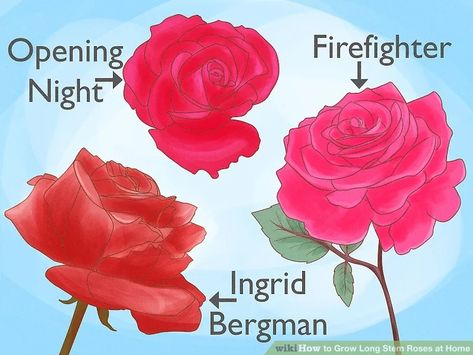 How to Grow Long Stem Roses at Home (with Pictures) - wikiHow Garden Hacks Diy, Long Stem Roses, Garden Hacks, Rose Stem, Plants Indoor, Hybrid Tea Roses, Rose Bush, House Plants Indoor, Tea Roses